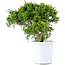 Juniperus chinensis Itoigawa, 20,5 cm, ± 10 Jahre alt