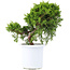 Juniperus chinensis Itoigawa, 20,5 cm, ± 10 anni