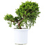 Juniperus chinensis Itoigawa, 20,5 cm, ± 10 ans