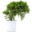 Juniperus chinensis Itoigawa, 20,5 cm, ± 10 anni