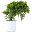 Juniperus chinensis Itoigawa, 20,5 cm, ± 10 ans