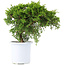 Juniperus chinensis Itoigawa, 20,5 cm, ± 10 anni