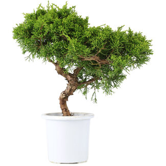 Juniperus chinensis Itoigawa, 24,5 cm, ± 10 anni