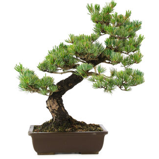 Pinus parviflora, 49 cm, ± 30 jaar oud