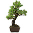 Pinus parviflora, 49 cm, ± 30 years old