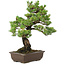 Pinus parviflora, 49 cm, ± 30 years old