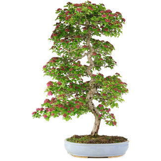 Crataegus cuneata, 90 cm, ± 25 ans