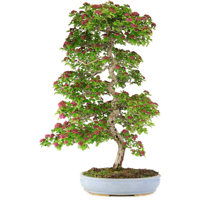 Crataegus cuneata, 90 cm, ± 25 ans, dans un pot cassé