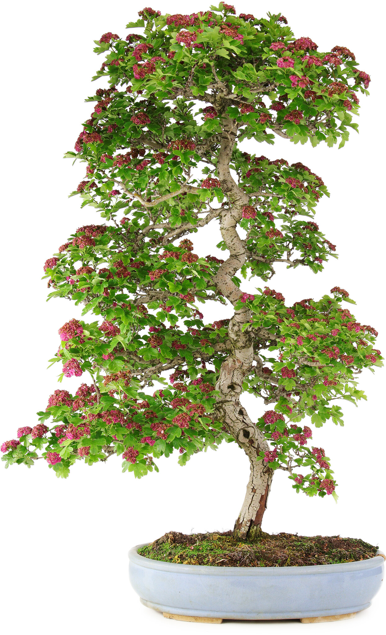 Crataegus cuneata, 90 cm,  25 Jahre alt, in einem kaputten Topf - Bonsai  Plaza