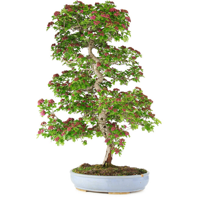 Crataegus cuneata, 90 cm, ± 25 years old, in a broken pot