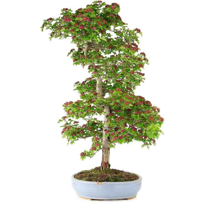 Crataegus cuneata, 90 cm, ± 25 ans, dans un pot cassé