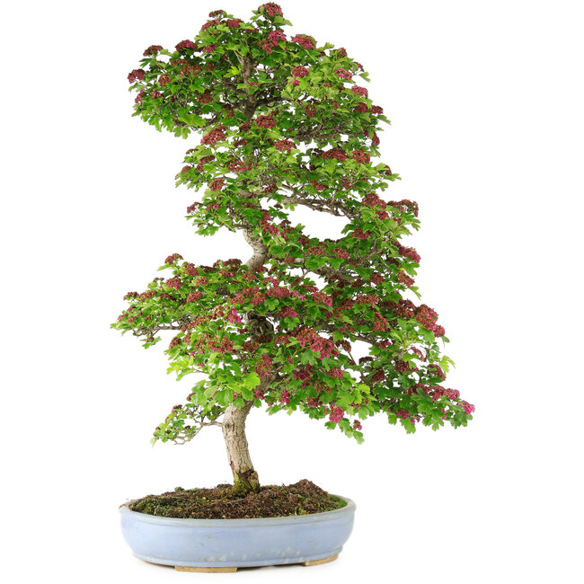 Crataegus cuneata, 90 cm, ± 25 anni, in vaso rotto