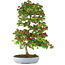 Crataegus cuneata, 90 cm, ± 25 years old, in a broken pot