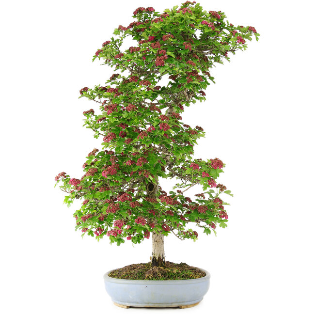 Crataegus cuneata, 90 cm, ± 25 ans, dans un pot cassé