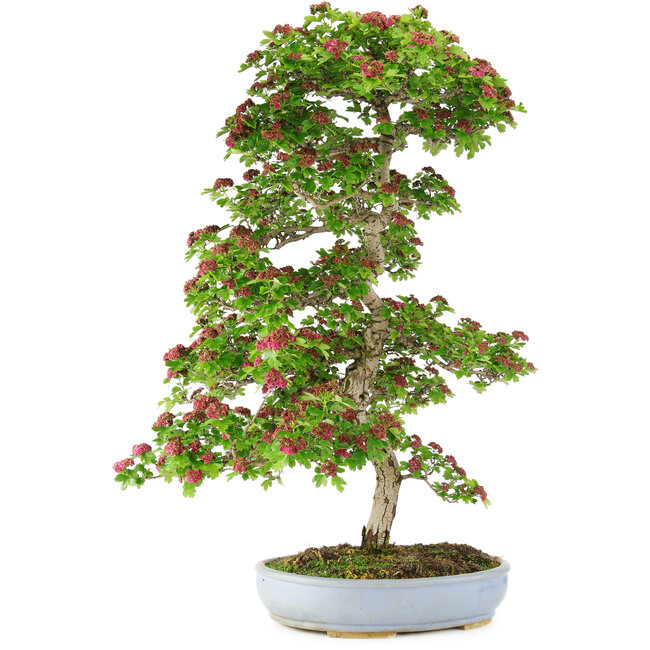 Crataegus cuneata, 90 cm, ± 25 Jahre alt, in einem kaputten Topf