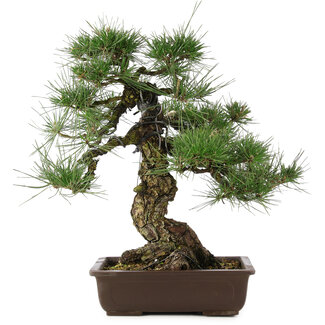 Pinus thunbergii, 49 cm, ± 30 ans