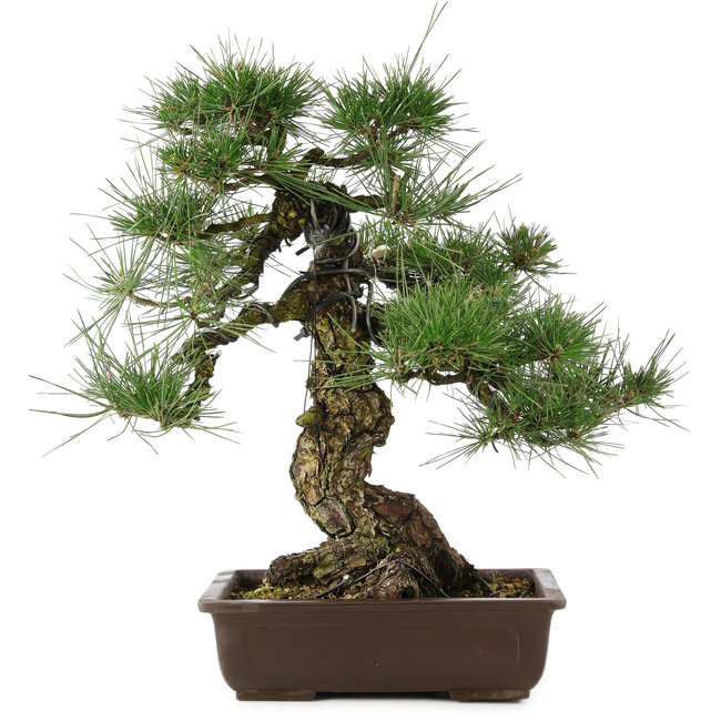 Pinus thunbergii, 49 cm, ± 30 jaar oud
