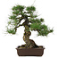 Pinus thunbergii, 49 cm, ± 30 anni