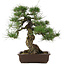 Pinus thunbergii, 49 cm, ± 30 jaar oud