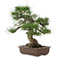 Pinus thunbergii, 49 cm, ± 30 jaar oud