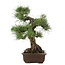 Pinus thunbergii, 49 cm, ± 30 anni