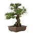 Pinus thunbergii, 49 cm, ± 30 años