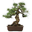 Pinus thunbergii, 49 cm, ± 30 años