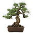 Pinus thunbergii, 49 cm, ± 30 Jahre alt