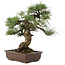 Pinus thunbergii, 49 cm, ± 30 años