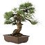 Pinus thunbergii, 49 cm, ± 30 jaar oud