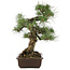 Pinus thunbergii, 49 cm, ± 30 jaar oud