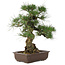 Pinus thunbergii, 49 cm, ± 30 jaar oud