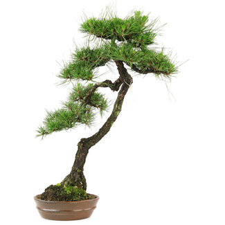 Pinus thunbergii, 65 cm, ± 30 jaar oud