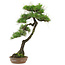 Pinus thunbergii, 65 cm, ± 30 anni