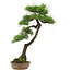 Pinus thunbergii, 65 cm, ± 30 jaar oud