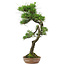 Pinus thunbergii, 65 cm, ± 30 years old