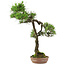 Pinus thunbergii, 65 cm, ± 30 Jahre alt