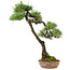 Pinus thunbergii, 65 cm, ± 30 jaar oud