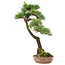 Pinus thunbergii, 65 cm, ± 30 jaar oud