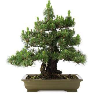 Pinus thunbergii Kotobuki, 60 cm, ± 30 años