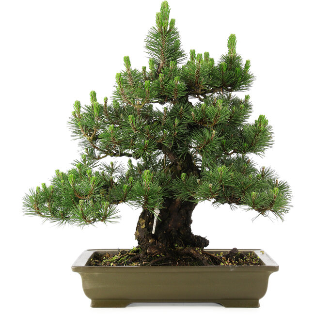 Pinus thunbergii Kotobuki, 60 cm, ± 30 jaar oud