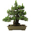 Pinus thunbergii Kotobuki, 60 cm, ± 30 years old