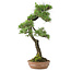 Pinus thunbergii, 65 cm, ± 30 Jahre alt