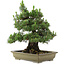 Pinus thunbergii Kotobuki, 60 cm, ± 30 anni