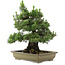 Pinus thunbergii Kotobuki, 60 cm, ± 30 jaar oud