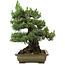 Pinus thunbergii Kotobuki, 60 cm, ± 30 anni