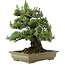 Pinus thunbergii Kotobuki, 60 cm, ± 30 años