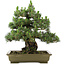 Pinus thunbergii Kotobuki, 60 cm, ± 30 ans