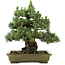 Pinus thunbergii Kotobuki, 60 cm, ± 30 jaar oud