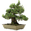 Pinus thunbergii Kotobuki, 60 cm, ± 30 años